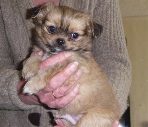 Like with most cross breeds, shichi breeders may be a little challenging to find. Chihuahua Shih Tzu Mix Puppy for Sale | petswithlove.us