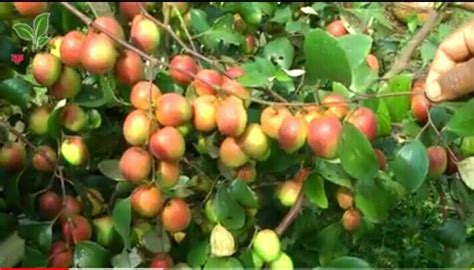 Fruit Red Kasmiri Apple Ber Plant At Rs 40piece In North 24 Parganas Id 22551248073