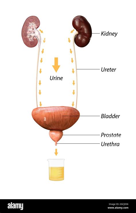 Collection Of Urine From The Bladder Urine Draining From The Kidneys