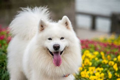 The 20 Cutest Dog Breeds According To Science Wolfhond