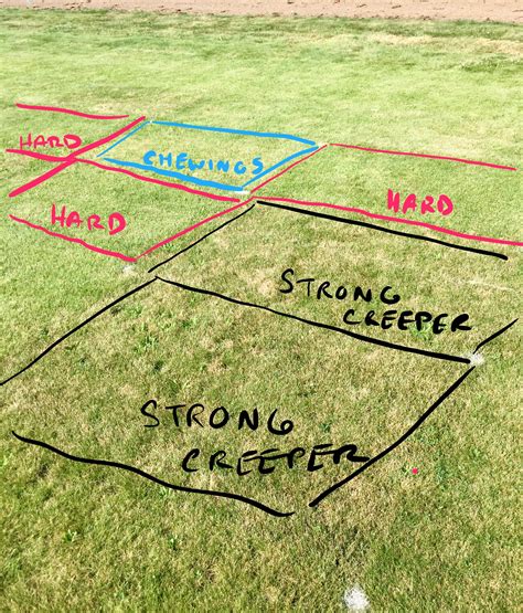 Which Fine Fescue Should You Use Turfgrass Science