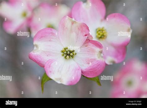 Pink Dogwood Flowers Cornus Florida Rubra Closeup Virginia Usa