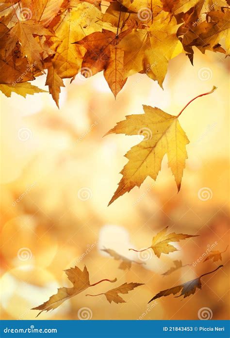 Yellow Autumn Leaves Stock Image Image Of Leaves Falling 21843453