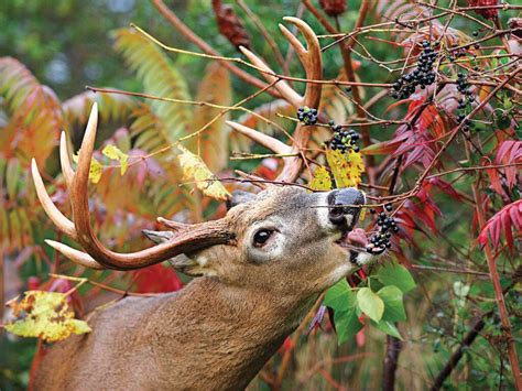 Acorn Alternatives 10 Foods That Bucks Love Field And Stream