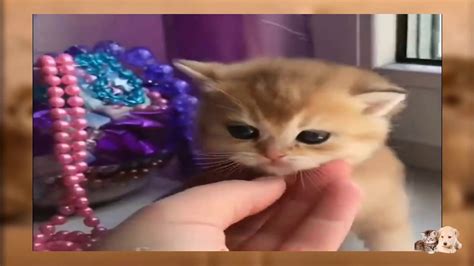 Many Cute Kittens Videos Youtube