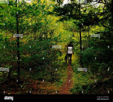 Woman Walking Dog In Woods High Resolution Stock Photography And Images