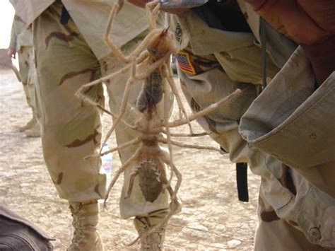 Fang marks at the site of the bite. Camel Spiders FAQ