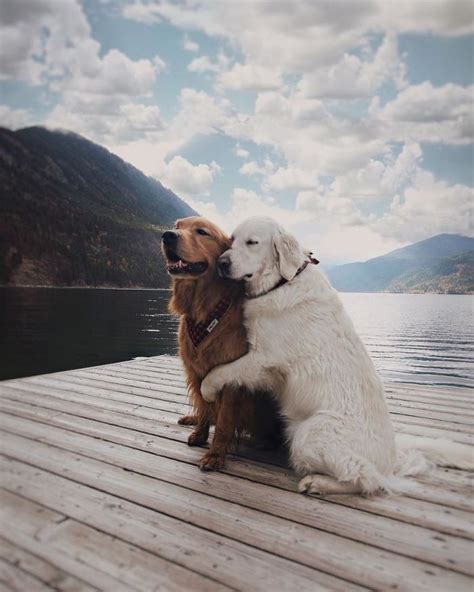 These Two Dogs And Cat Are The Most Adorable Bff Trio Ever Puppies