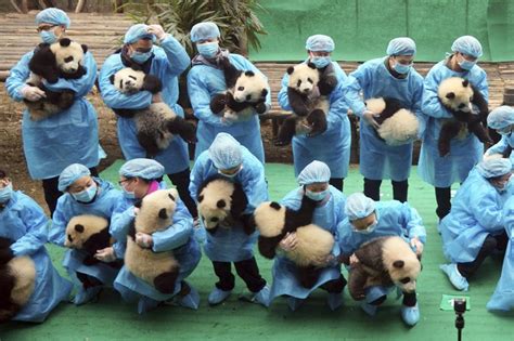 China To Build 15 Billion Giant Panda Park Pics The Horn News