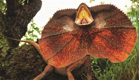The Science Behind The Frill Of The Frillneck Lizard