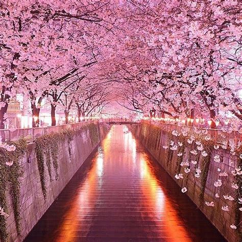 Perfect Vacation On Instagram Cherry Blossom Walk In Sakura Japan