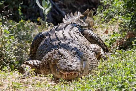 What Do Crocodiles Eat Different Diets Of Crocs