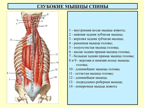 Мышцы спины анатомия и функции
