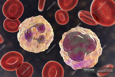 Neutrophil And Monocyte White Blood Cells In Blood Smear Digital