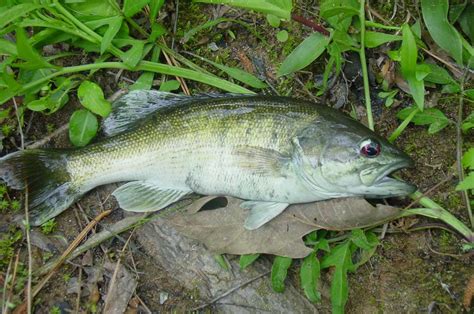 Searching For Alabama’s Creek Jewels Redeye Bass Great Days Outdoors