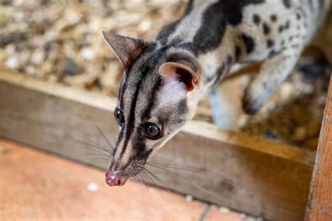 Owstons Civet Newquay Zoo