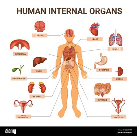 Colored Human Body Organ Systems Infographic With Human Anatomy Visual