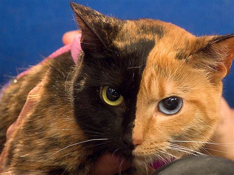 Real Two Headed Cat