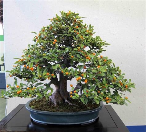 Do Bonsai Trees Produce Fruit Grow Your Bonsai