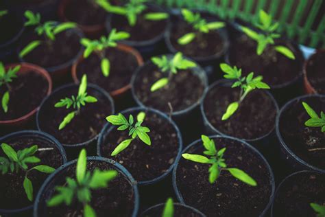 How can i tell if my cactus is dying? Espoma | How Much Water Do My Tomato Plants Need? | Espoma