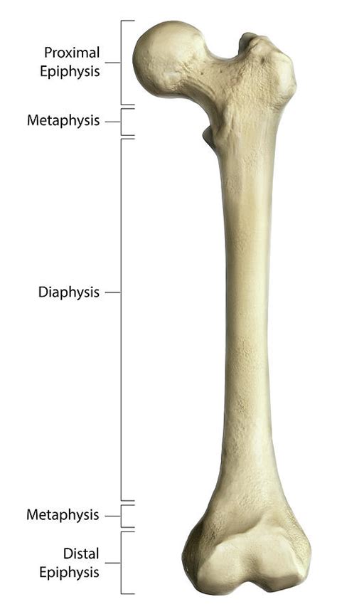 Gross Anatomy Of Typical Long Bone