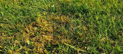 Dem feldsalat hat es nicht geschadet. Moos und Unkraut im Rasen dauerhaft entfernen - GARTA