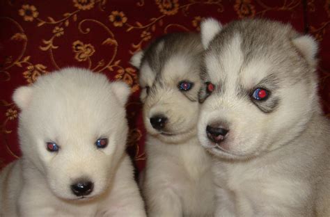 Siberian husky puppies coming soon reserve now available pups now.our puppies will have their first set of vaccines and be dewormed and given a health exam by our vet or on some occasions we. Siberian Husky Puppies for Sale(Bangalore Huskys Club 1 ...