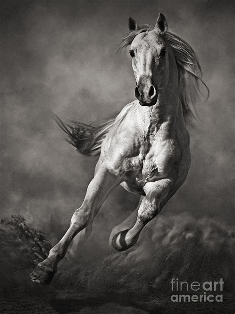 White Horse Galloping