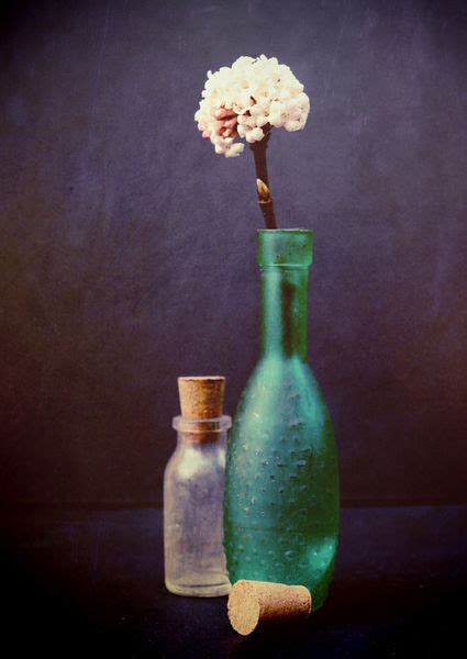 Still Life Glass Bottles With Winter Blossom Photography Art Prints