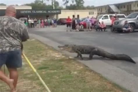 10 Foot Alligator Captured At Florida School