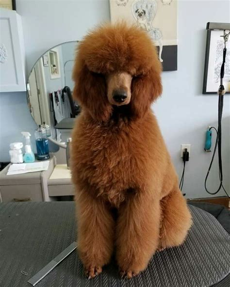 Nothing standard about louis on instagram: Pin by randi tarillion on Standard Poodles | Poodle ...