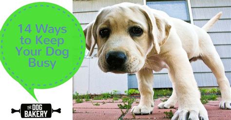 14 Ways To Keep Your Dog Busy While Youre At Work Dog Love Dogs