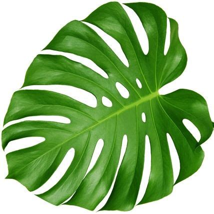 monstera leaf template - Google Search | Monstera leaf, Monstera, Plant ...