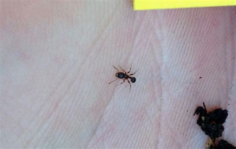 Go on to discover millions of awesome videos and pictures in thousands of other categories. Tiny Ant Like Bugs | Bindu Bhatia Astrology
