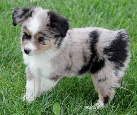 Puppies picked up in person, here in kentucky, will be subject to 6% ky sales tax. Toy Aussie puppies for sale in AL,AZ,AR,CA,CO,CT,DE,FL,GA ...