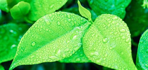 Some examples of excretory products of plants are oxygen, carbon dioxide and water. Excretion in Plants