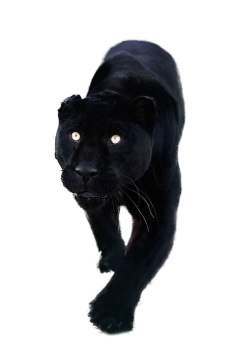 Totally Transparent Black Panther Transparent Panther