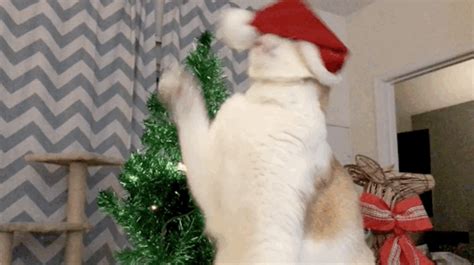 Chasing The Ball On His Santa Hat On Make A 