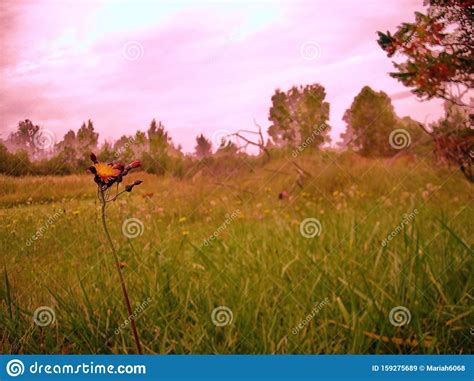 It should be noted that twilight forest portals will not discriminate as to the area in which they appear; Soft Wild Flowers Twilight Fields Stock Image - Image of ...