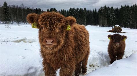 Scottish Highland Cattle In Finland Two Fluffy Calves Walking Towards