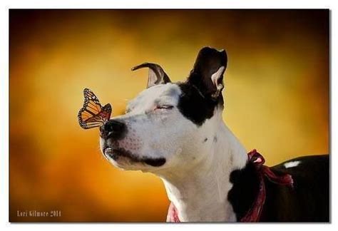 114 Best Dog And The Butterfly Images On Pinterest