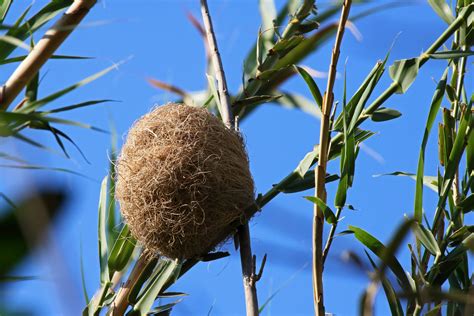 Thick Billed Weavers Nest Free Stock Photo Public Domain Pictures