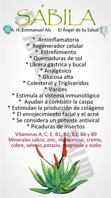 Beneficios De La Sabia Plantasmedicinales Emmanuelalz SÁbila Aloe