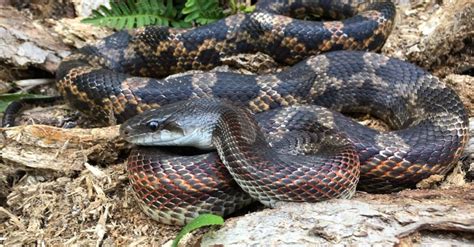 Arkansas Garden Snakes Identifying The Most Common Snakes In Your