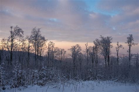 Winter Woods Sunset By Stocksy Contributor Cosma Andrei Stocksy