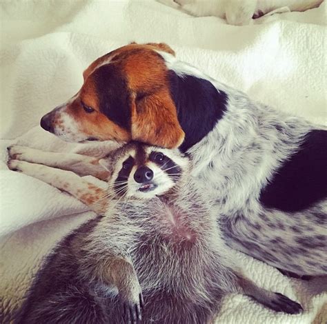 White Wolf Orphaned Raccoon Befriends Two Rescued Dogs And Thinks