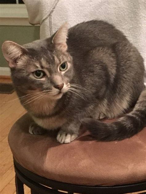 Lost Cat Domestic Short Hair In Brookeville Md Lost My Kitty