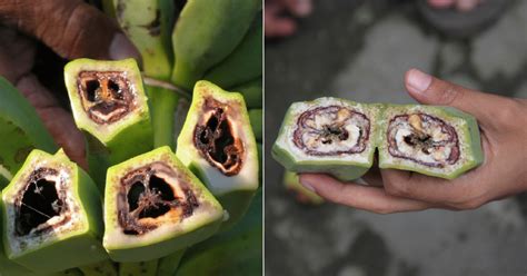 Strange Disease Makes Bananas In Malaysia Look Like Theyre Bleeding Life