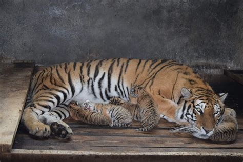 Tiger Giving Birth