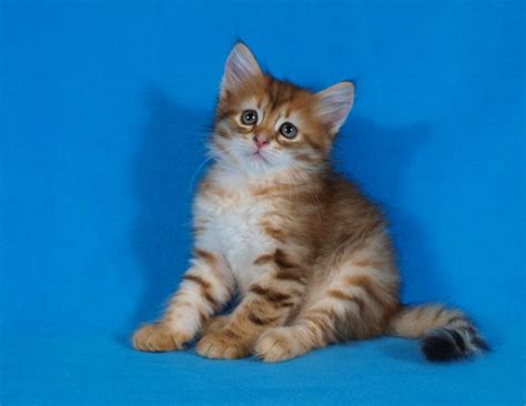 The triple coat is made up of three layers: Siberian kittens golden color - Toronto - Cats for sale ...